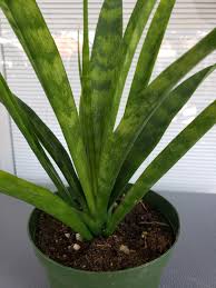 Image result for Sansevieria parva