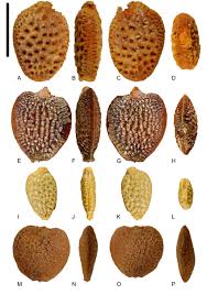 Image result for Paropsia