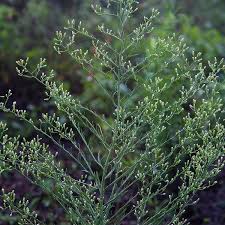 Image result for Conyza