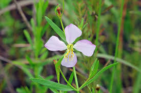 Image result for Volusia resupinata