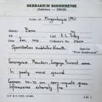 Image result for Eragrostis castellaneana