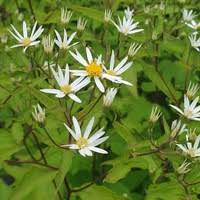 Image result for Scabiosa drakensbergensis