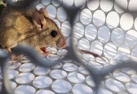 Maar wat kun je tegen muizen in huis gebruiken? Effectief Muizen Bestrijden Tips Werkwijze