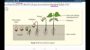 Rekod serahan lot biji benih proses 10. Sains Tingkatan 1 Percambahan Biji Benih Youtube