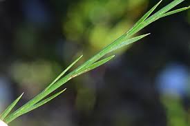 Image result for Limeum sulcatum