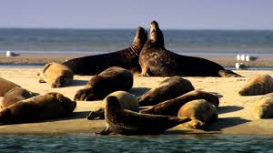 Entspannter urlaub an der nordsee: Die Nordsee Unser Meer Clip Kegelrobben Bei Fano Youtube