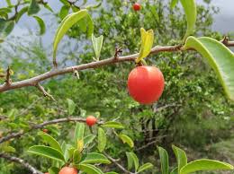 Image result for Ximenia afra