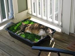 Cat grass can be many different types of seed, but it's typically oats or wheat. Sybil S First Grass Patch Grows On You Cat Grass Cat Garden Grass Patch