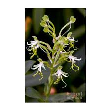 Image result for Bonatea