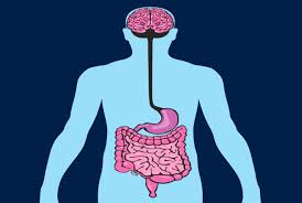 Bacteriile intestinale prezint o variabilitate extrem n intestin prin fenomenul de transfer genetic (transformare, transduc ie, conjugare cromozomial i plasmidic , transfec ie). Le Quotidien Du Patient