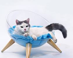 stylish cat goodsの画像