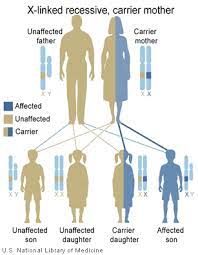 Other genes may influence the phenotype (the actual development and. X Linked Recessive Inheritance Treat Nmd