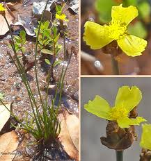 Image result for Xyris capensis