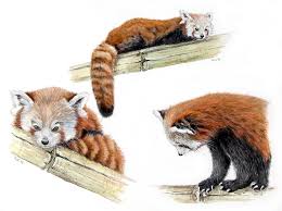 Red Panda Draw Google Suche Red Panda Panda Panda Love