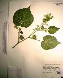 Image result for Abutilon longicuspe