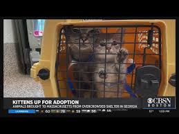 Animal could be euthanized soon. 19 Cats From Georgia Now Up For Adoption In Massachusetts Youtube