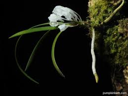 Image result for Podangis dactyloceras