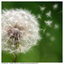 Dandelion Fairies Fairies Dandelion Wish Dandelion Dandelion Clock
