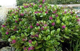 Calibrachoa are small shrubs or herbaceous plants with woody shoot axis that grow annual or perennial. Hebe Speciosa Small Evergreen Shrub That Bees Love