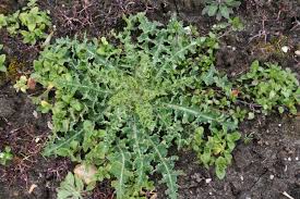 Image result for Sonchus oleraceus