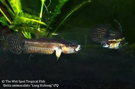 Bettas Betta Unimaculata Long Hubung Pair Betta Tropical Fish Fish Pet