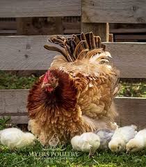 Exclusive varieties for cochin bantams. Assorted Frizzle Cochin For Sale Day Old Poultry Myers Poultry
