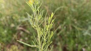 Image result for Thesium cymosum