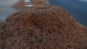 Maybe you would like to learn more about one of these? Fogliame E Aghi Di Pino Possono Essere Smaltiti Gratuitamente