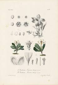 Image result for Kotschya