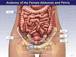 Abdominal anatomy female right side : Anatomy Of The Female Abdomen And Pelvis Trialexhibits Inc