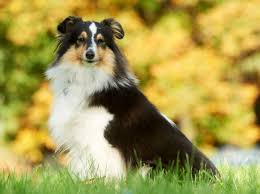 Große auswahl an plüschtier australian shepherd. Shetland Sheepdog Wie Ist Sein Charakter