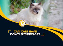 Can Cats Have Down Syndrome Everything You Need To Know