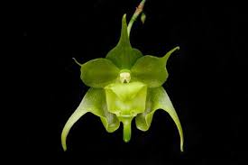 Image result for Aeranthes parkesii