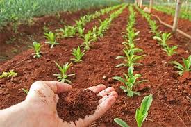 vermicompost ile ilgili gÃ¶rsel sonucu