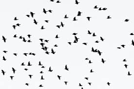 Maybe you would like to learn more about one of these? ØµÙˆØ± Ø·ÙŠÙˆØ± Ø±Ø§Ø¦Ø¹Ø© Ø®Ù„ÙÙŠØ§Øª ØµÙˆØ± Ø·ÙŠÙˆØ± Ù„Ù„Ø¬ÙˆØ§Ù„ ÙˆØ§Ù„ÙƒÙ…Ø¨ÙŠÙˆØªØ± Ø¨Ø¬ÙˆØ¯Ø© Hd