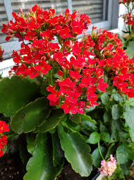 Image result for Kalanchoe