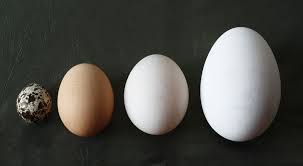 Konsumsi telur ayam kampung dan madu harus seimbang dengan asupan lain, misal sayur dan buah. Yuk Menjadi Pembeli Telur Yang Cerdas Okezone Lifestyle