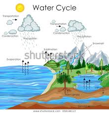Education Chart Biology Water Cycle Diagram Royalty Free