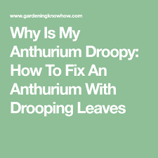 Why Is My Anthurium Droopy How To Fix An Anthurium With Drooping Leaves Anthurium Leaves Fix It