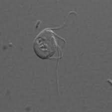 Measure mitochondrial concentration using the biuret methods. Surprise This Eukaryote Completely Lacks Mit Eurekalert