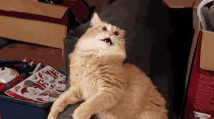 Shashinmeister Orange Tabby Cats Cats Cat Day