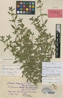 Image result for Justicia heterocarpa