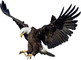 Picture Of Eagle Png Eagle Images Eagle Pictures Eagle