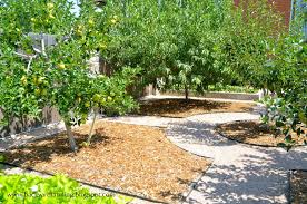 Dwarf Fruit Tree Backyard Orchard Design Bed Of Strawberry Plants Borders One Side Of The Gr Fruit Trees Garden Design Fruit Trees Backyard Fruit Tree Garden