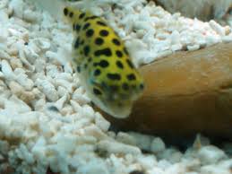 Offering dichotomyctere nigroviridis (green spotted puffer). Green Spotted Puffer Fish Care Feeding And Tank Setup Pethelpful