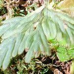 Image result for Hymenophyllum hirsutum