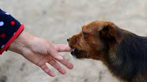 Yang pertama adalah mimpi dikejar anjing. Mimpi Digigit Anjing Dan Mimpi Melihat Ular Peringatan Akan Datang Cobaan Perbanyak Doa Tribun Bali