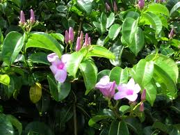 Image result for Wahlenbergia madagascariensis