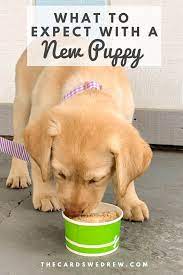 We did not find results for: New Puppy Tips With New Puppy Checklist New Puppy New Puppy Checklist Puppies Tips