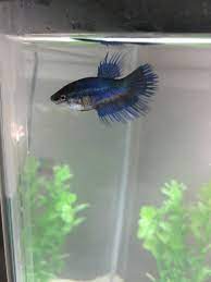 Is My Betta Pregnant My Aquarium Club